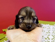 カニンヘンダックス　子犬　シェーデットクリーム男の子