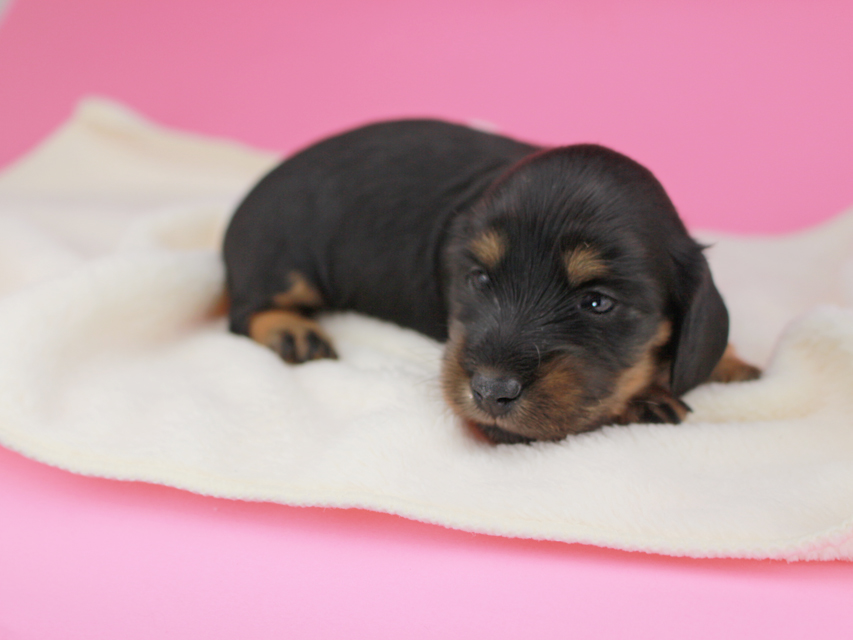 カニンヘンダックスフンド ナンシーcs & ナイトの子犬 ブラタン 女の子（3） お写真初登場