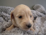 カニヘン子犬　ピュアクリーム女の子　
