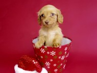 カニヘン ダックスフンド 子犬 ゴールド女の子 カニヘン ダックスフンド 子犬 ゴールド女の子