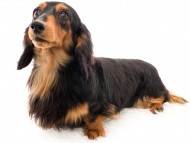 tn02ピーター_K9A1514