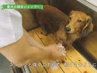 東京都渋谷区のY様ご愛犬 テリー君（弊舎出身犬）が、LIONさんの説明動画で綺麗にされております