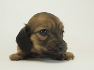 8シャーロットＳレット女の子5