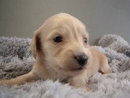 カニヘン子犬　ピュアクリーム女の子　