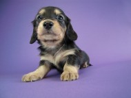 カニヘン 子犬 ブラクリ男の子 カニヘン 子犬 ブラクリ男の子