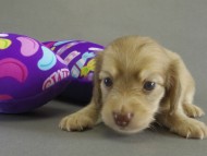 カニンヘン　子犬　Ｓクリーム男の子