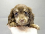 カニヘンダックス 子犬 チョコ&クリーム 女の子 カニヘンダックス 子犬 チョコ&クリーム 女の子
