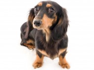 tn08ジゼル_K9A1663