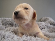 カニヘン子犬　ピュアクリーム女の子　