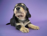 カニヘン 子犬 ブラクリ男の子 カニヘン 子犬 ブラクリ男の子