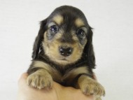 カニンヘンダックス　子犬　ブラクリ男の子