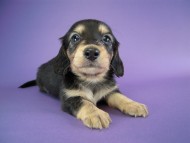 カニヘン 子犬 ブラクリ男の子 カニヘン 子犬 ブラクリ男の子