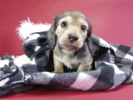 カニンヘンダックス　子犬　シェーデットクリーム男の子