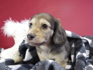 カニンヘンダックス　子犬　シェーデットクリーム男の子