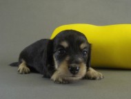 カニンヘン　子犬　ブラッククリーム女の子