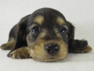 カニンヘンダックス　子犬　ブラクリ男の子