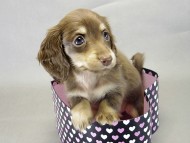 カニヘンダックス 子犬 チョコ&クリーム 女の子 カニヘンダックス 子犬 チョコ&クリーム 女の子