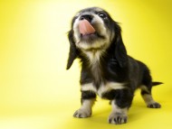 カニンヘン ダックスフンド 子犬 ブラッククリーム 女の子