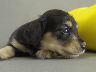 カニンヘン　子犬　ブラッククリーム女の子