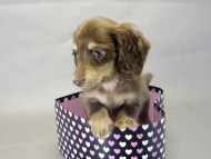 カニヘンダックス 子犬 チョコ&クリーム 女の子 カニヘンダックス 子犬 チョコ&クリーム 女の子