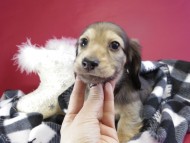 カニンヘンダックス　子犬　シェーデットクリーム男の子