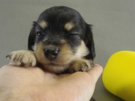 カニンヘン　子犬　ブラッククリーム女の子