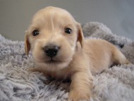 カニヘン子犬　ピュアクリーム女の子　