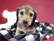 カニヘンダックス 仔犬 シェーデットクリーム男の子 カニヘンダックス 仔犬 シェーデットクリーム男の子