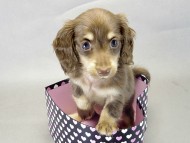 カニヘンダックス 子犬 チョコ&クリーム 女の子 カニヘンダックス 子犬 チョコ&クリーム 女の子