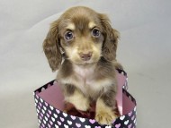 カニヘンダックス 子犬 チョコ&クリーム 女の子 カニヘンダックス 子犬 チョコ&クリーム 女の子