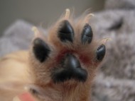 ピュアクリームちゃん 肉球かわいいです ピュアクリームちゃん 肉球かわいいです