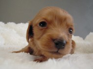 カニヘン子犬　ゴールド女の子　