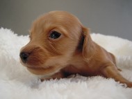 カニヘン子犬　ゴールド女の子　