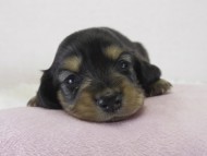 カニヘン　子犬　ブラクリ女の子