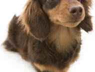 コラム カニンヘンダックス 女の子 チョコ&タン コラム カニンヘンダックス 女の子 チョコ&タン