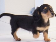 マノン ミニチュアダックス マノン ミニチュアダックス