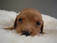 カニヘン子犬　ゴールド女の子　