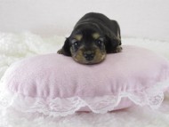 カニヘン　子犬　ブラクリ女の子