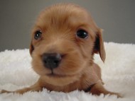 カニヘン子犬　ゴールド女の子　