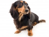 tn08ジゼル_K9A1695