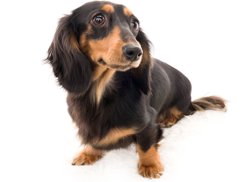 カニンヘン ダックスフンド ジゼル