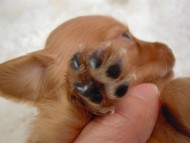 カニヘン子犬　ゴールド女の子　