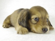 カニヘンダックス　子犬　シェーデットクリーム男の子