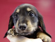 カニヘンダックス　仔犬　ブラッククリーム男の子