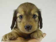 カニヘンダックス　子犬　シェーデットクリーム男の子