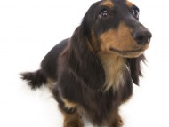 ルヒィ カニンヘン ダックスフンド 女の子 ブラック＆タン