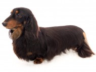 Miniature_Dachshundフレディ_K9A5599