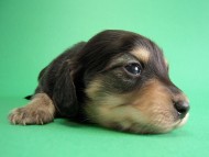 カニヘン子犬 ブラクリ男の子 神奈川県・K様 カニヘン子犬 ブラクリ男の子 神奈川県・K様