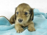 カニヘンダックス　子犬　シェーデットクリーム男の子