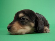 カニヘン子犬 ブラクリ男の子 神奈川県・K様 カニヘン子犬 ブラクリ男の子 神奈川県・K様